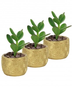 Mini Çiçek Saksı Küçük Sukulent Altın Kaktüs Saksısı 3'lü Set Altıgen Model